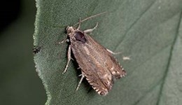 Biology and management of the pea moth